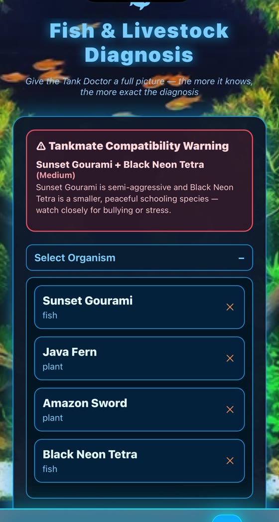 Red tankmate compatibility warning: sunset gourami and black neon tetra